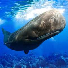 Download The Sperm Whale for PC